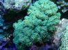 roheline Lillkapsas Korall