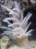 Kalėdų Eglutė Koralų (Medusa Koralų)