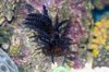 sort Juletræ Koral (Medusa Koraller) foto
