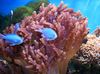 褐色 软珊瑚 小马珊瑚 照片