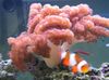 rožnat Mehek Korale Colt Coral fotografija