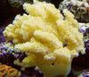 gelb Weichkorallen Colt Pilz (Meer Finger) foto