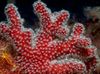 vermelho Soft Coral Cogumelo Colt (Dedos Do Mar) foto