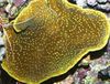 ruskea Kuppi Koralli (Pagodi Koralli)