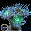 მწვანე მძიმე მარჯანი Duncan Coral ფოტო