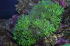 zelen Eleganca Korale, Čudno, Coral fotografija