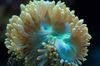 Eleganse Koraller, Rart Korall