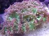 ピンク ハードコーラル エレガンスのサンゴ、不思議サンゴ フォト
