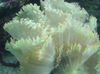 valge Elegants Korallid, Ime Korall foto