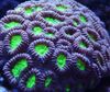 hårde koraller Favia