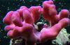 Fingur Coral