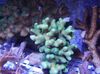 hellblau Hartkorallen Finger Korallen foto