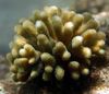 rudas Pirštu Koralų nuotrauka