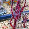 црвен Сеа Навијача Finger Gorgonia (Finger Sea Fan) фотографија