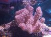 Finger Læder Koral (Djævelens Hånd Coral)