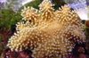 rudas Pirštų Odos Koralų (Velnio Ranka Koralų) nuotrauka