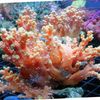 punane Lill Puu Korallid (Spargelkapsa Korall) foto