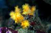 gul Mjuka Koraller Blomma Träd Korall (Broccoli Korall) foto