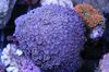 Urtepotte Coral