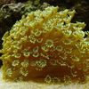 gelb Hartkorallen Blumentopf Korallen foto