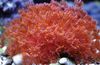 roșu Ghiveci De Flori Coral fotografie