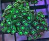 zöld Kemény Korallok Virágcserép Korall fénykép