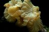žltý Tvrdý Koralov Líška Koral (Hrebeň Koral, Jazmín Koral) fotografie
