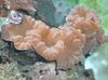 rožnat Lisica Koral (Greben Coral, Jasmin Coral) fotografija