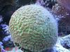 žalias Sunku Koralų Goniastrea nuotrauka