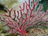 морски фенове Gorgonia