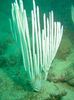 biały Gorgonian Miękkich Koralowców