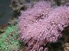 brown Clavularia Green Star Polyp photo