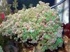 Hammer Koral (Fakkel Koral, Frogspawn Koral)