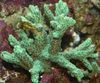 Chifre Coral (Coral Peludo)