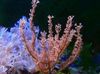 ყავისფერი Knobby ზღვის Rod ფოტო