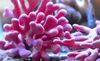 rosa Hydroid Blonder Stick Korall bilde