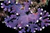 lilla Hydroid Blonder Stick Korall bilde