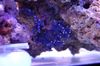 blau Hydroid Spitzen-Stick Korallen foto