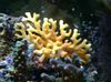 gul Hydroid Spets Pinne Korall foto