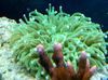 verde A Gran Tentáculos Placa De Coral (Anémona De Coral De Setas) foto