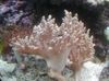 ροζ Μαλακά Κοράλλια Lemnalia Κουνουπίδι φωτογραφία