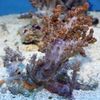 castanho Soft Coral Lemnalia Couve-Flor foto