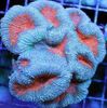 svijetloplava Lobed Mozak Koralja (Otvoreni Mozak Koralji) foto