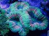 verde Coral Cerebro Lobulado (Abierta Coral Cerebro) foto
