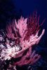 рожевий Морські Пера Менелла фото
