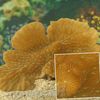 gul Harde Koraller Merulina Korall bilde