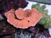Montipora Värvilised Korallid