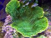 zelen Trde Korale Montipora Obarvana Coral fotografija