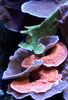 roosa Montipora Värvilised Korallid foto