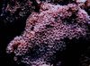 rosa Órgano De Tubos De Coral foto
